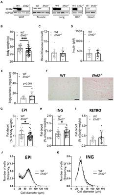 EH Domain-Containing 2 Deficiency Restricts Adipose Tissue Expansion and Impairs Lipolysis in Primary Inguinal Adipocytes